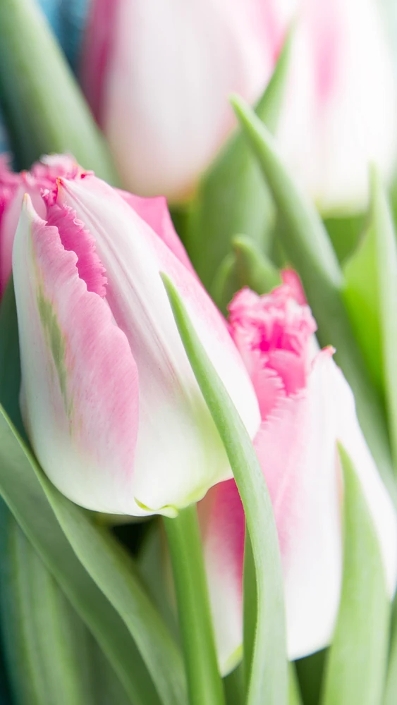 Valley Forge Flowers with Barbara King